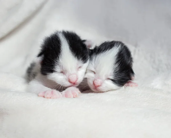 Két Fekete Fehér Újszülött Alvó Cica Egy Könnyű Puha Takarón — Stock Fotó