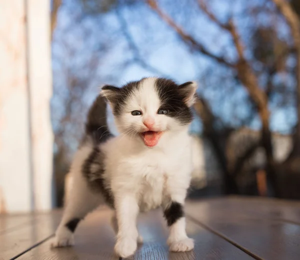 Забавный Чёрно Белый Котёнок Смотрит Раму Мяукает Главный Кость Положительная — стоковое фото