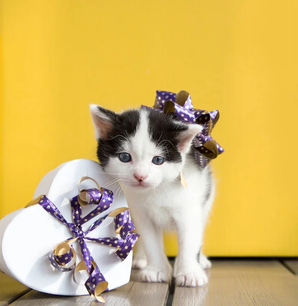 明るい黄色の背景にハート型のギフトボックスの横に紫色の弓を持つかわいい黒と白の子猫の肖像画 誕生日 バレンタインデーへの愛の贈り物 — ストック写真