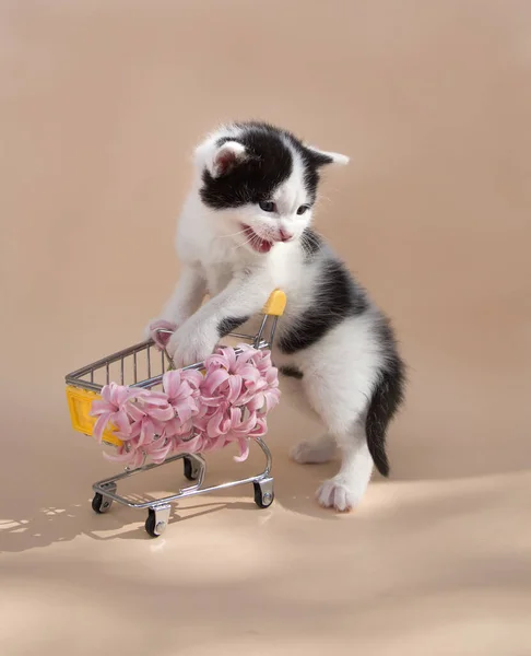 Happy black and white kitten with a shopping trolley in the supermarket, meows. Season of discounts, ready for shopping. Cheerful cat childhood. Funny animal photo