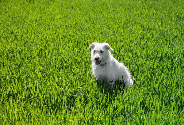 Retrato Perro Joven Blanco Entre Hierba Verde Brillante Día Soleado — Foto de Stock