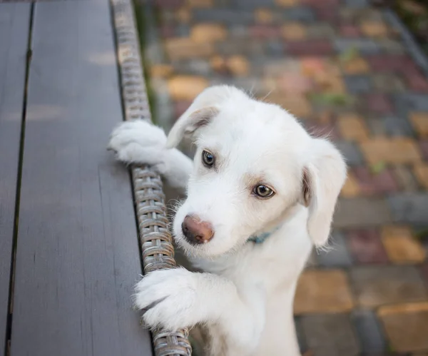 Lindo Perrito Recuperador Blanco Adorable Está Pie Con Sus Patas — Foto de Stock