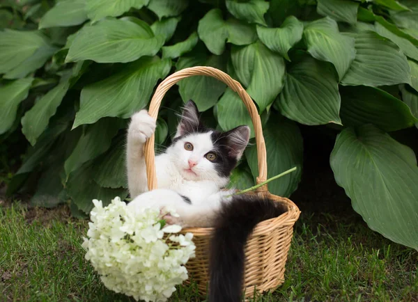 かわいい黒と白の子猫はウィッカーバスケットに座っています 籠の中は白い紫陽花の花です 細かい子供時代 美しいポストカード 自然の調和 お気に入りのペット — ストック写真