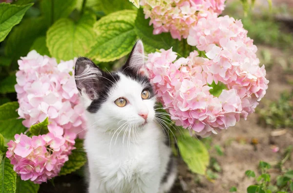 분홍색 하이에나가 우거진 의정원에는 커다란 호박색 귀여운 흑백의 고양이가 아동기 — 스톡 사진