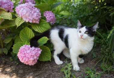 Şirin siyah ve beyaz evcil kedi yavrusu yemyeşil bir ortanca çalısı yakınında bahçede yürüyor. Kedi çocukluğu. Sevgili hayvanın evin dışındaki dünyayı öğreniyor.