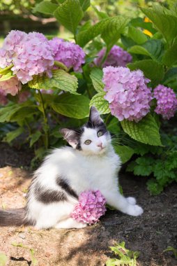 Şirin siyah beyaz kedi yavrusu bahçede yemyeşil pembe bir ortancanın yanında oturuyor. Kedi çocukluğu, güzel kartpostallar, doğanın ahengi. En sevdiği hayvan.