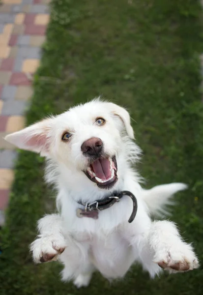 Αστείο Πορτρέτο Ενός Χαρούμενου Και Δραστήριου Νεαρού Σκύλου Λευκό Χρώμα — Φωτογραφία Αρχείου