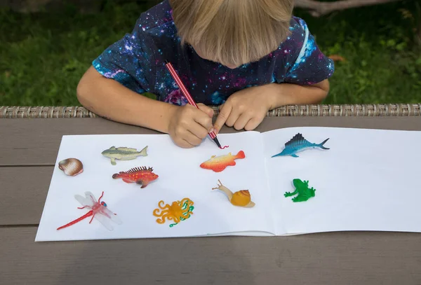 The child draws while looking at the little toy figures of animals of the water world. creative ideas for children\'s creativity. Developing activities for children