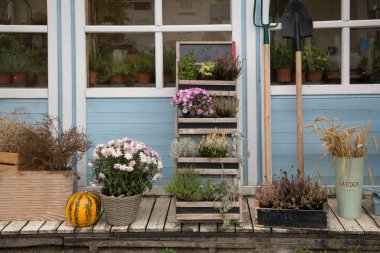 Balkabağı, dikenler, kasımpatı çiçekleri ve evin ön cephesini süslemek için saksıda bulunan otlardan oluşan sonbahar kompozisyonu. Güzel bir açık hava sezonluk dekor. Dış dekorasyon