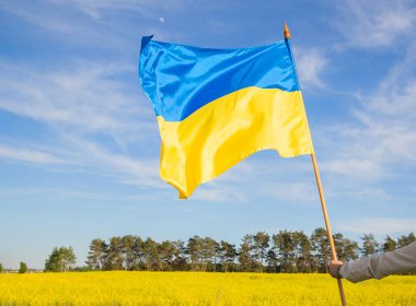 Ukrayna 'nın büyük sarı ve mavi bayrağı rüzgarda dalgalanır çiçek açan arazi ve mavi gökyüzünün arkaplanına karşı. Gurur, ülkenin sembolü, vatanseverlik. Ukrayna 'nın Bağımsızlık Günü.