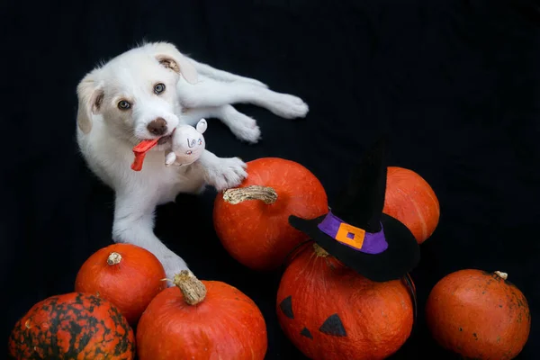 かわいい白い子犬と多くの美しいオレンジのカボチャ 魔女の帽子は暗い背景にあります ハロウィンの準備だ 秋の収穫 — ストック写真