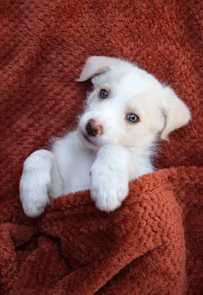 Adorable Lindo Cachorro Blanco Encuentra Una Manta Marrón Mira Marco — Foto de Stock