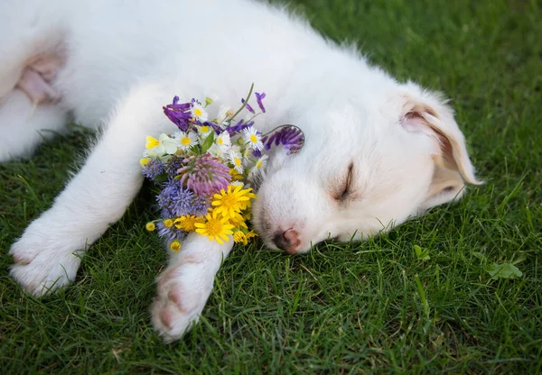 Divertido Lindo Cachorro Blanco Está Durmiendo Hierba Sus Patas Encuentra — Foto de Stock