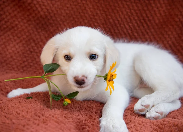 Adorable Lindo Cachorro Blanco Está Acostado Manta Marrón Sostiene Flor — Foto de Stock
