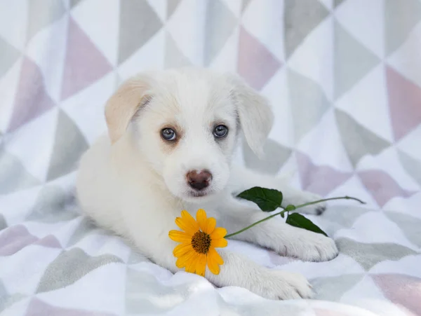 Adorable Divertido Lindo Cachorro Blanco Encuentra Manta Suave Mira Cámara — Foto de Stock