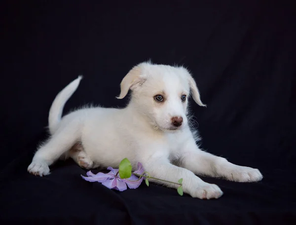 Adorável Bonito Cachorro Curioso Branco Pleno Crescimento Encontra Fundo Preto — Fotografia de Stock