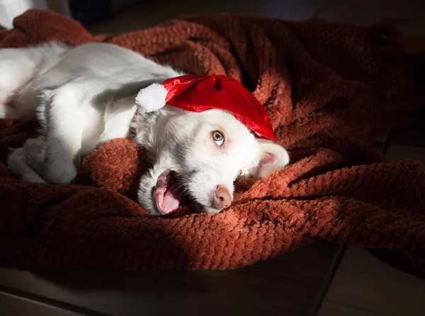 Rozkošné Roztomilé Vtipné Bílé Štěně Červeném Klobouku Santa Leží Měkké — Stock fotografie