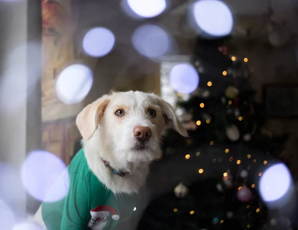 Maulkorb Eines Weißen Mischlingshundes Steht Vor Dem Hintergrund Eines Weihnachtsbaums — Stockfoto