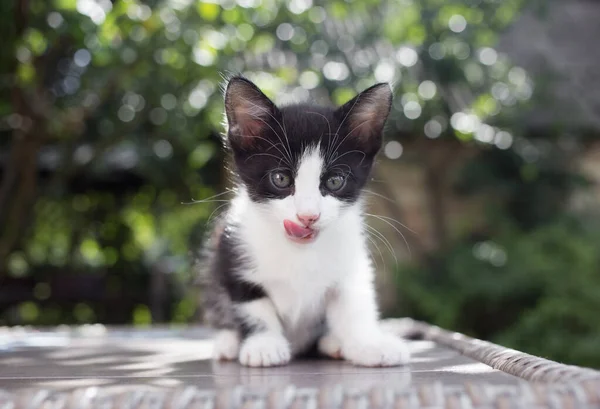 Funny White Black Kitten Looks Frame Licks His Mouth His — Stock Photo, Image