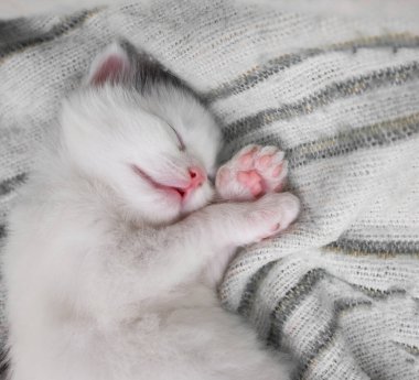 Beyaz yeni doğmuş kedi yavrusu yumuşak örülmüş bir eşarp içinde tatlı tatlı uyur. Şirin kedi suratı. Evcil hayvanların samimiyeti ve şefkati