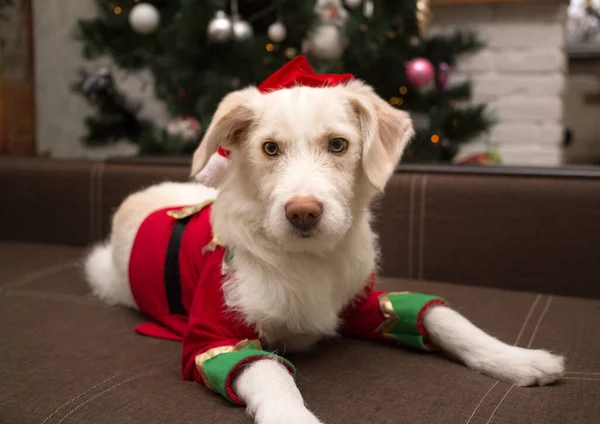 Adorável Bonito Cão Branco Traje Ano Novo Chapéu Papai Noel — Fotografia de Stock