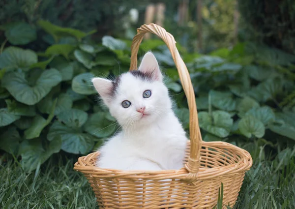 Cute Beautiful White Kitten Black Ears Month Half Sits Wicker — Stock Photo, Image