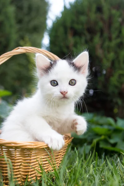 Cute Curious White Kitten Black Ears Sits Wicker Basket Garden — Stock Photo, Image