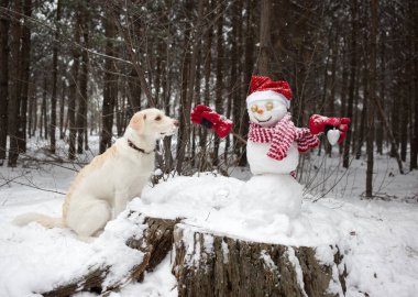 Beyaz köpek, Noel Baba şapkası ve çizgili atkısı olan sevimli bir kardan adamın yanında oturuyor ve ona ilgiyle bakıyor. Karlı bir ormanda kış mevsimi. Arkadaşlık, espri, Noel tatili