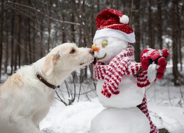 白い犬は サンタの帽子の雪だるまと縞模様のスカーフに鼻でニンジンに触れます 雪の森の中の冬の季節 ユーモア クリスマス休暇 — ストック写真