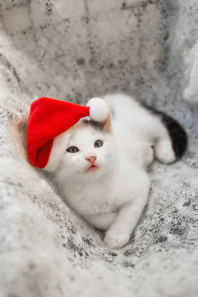小さな白い子猫はサンタの帽子の柔らかいニットスカーフに横たわっています クリスマスの居心地の良い休日の雰囲気 最愛のペットの命 サンタの助手だ クリスマスの準備 — ストック写真