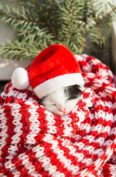 小さな黒と白の子猫は サンタの帽子の柔らかいニットストライプのスカーフに横たわって 甘く寝ています あなたの最愛のペットのためのクリスマス居心地の良い休日 — ストック写真