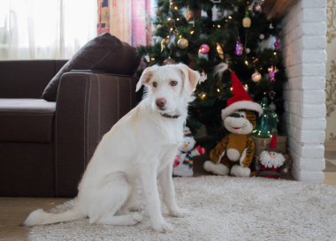 Süslü bir Noel ağacının önünde yumuşak bir halıya oturan sevimli beyaz köpek. Bir mucize bekliyorum, sevgili evcil hayvan. Sıcak kış tatili. 2022 'nin bir sembolü olarak ağaç altında yumuşak kaplan oyuncağı