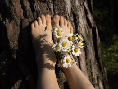 Küçük bir buket papatyayla bir insanın ağaç kabuğunda çıplak ayaklarının yakın çekimi. Pozitif titreşimler, yaz havası, mutlu, tasasız bir çocukluk, annem için bir sürpriz. Merhaba yaz.,