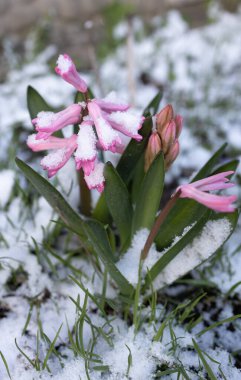 Beklenmedik bir kar yağışı sonrası karla kaplı pembe sümbül bitkisi. Kar altında çiçek, soğuk bahar havası