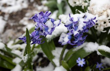 İki narin, mor-mavi sümbül beklenmedik bir kar yağışından sonra kara yaslandı. Karların altında çiçek açan doğa, değişken hava. Kış ve bahar arasındaki sınırda