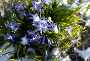 Küçük, narin mavi Chaeonodoxa çiçekleri ilkbahar kar yağışı sonrası karla kaplı, güneşle aydınlanan. Doğa uyanıyor. Değişken hava. Kış ve bahar arasındaki sınırda