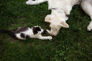 Büyük beyaz köpek ve siyah beyaz kedi yavrusu çimlerin üzerinde yan yana uzanıyorlar. Köpek ve kedi yavrusu oynuyorlar. Arkadaşlık, kabullenme, hayvan ilişkileri. Hayvan hayatı birlikte.