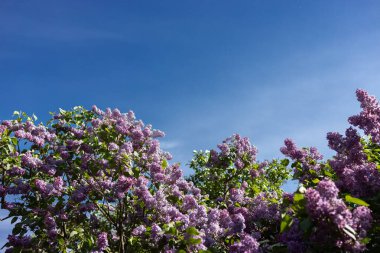 İlkbahar çiçekleri mevsiminde mavi gökyüzüne karşı çiçek açan mor leylak çalısı. Kyiv Botanik Bahçesi. Mesaj için yer var. Doğanın güzelliği, parkta yürüme zamanı.