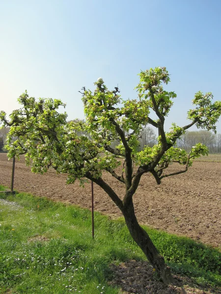 Δέντρο αχλαδιών με άνθη σε μια ηλιόλουστη ημέρα — Φωτογραφία Αρχείου