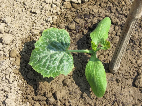 Nahaufnahme einer jungen Gurkenpflanze im Garten — Stockfoto