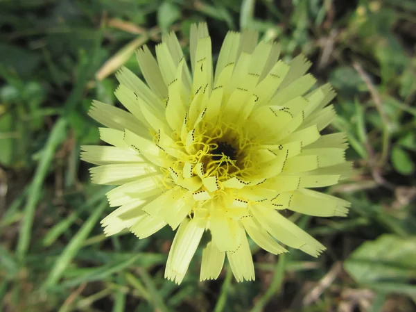 Meadow salsify flower also known as showy goat\'s beard or Jack go to bed at noon