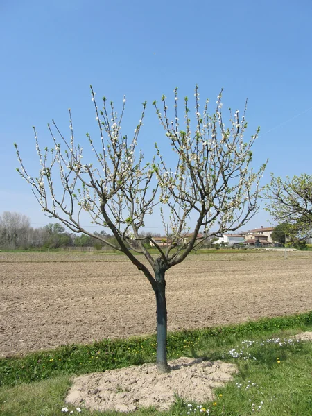 Pero singolo in fiore in Toscana, Italia — Foto Stock