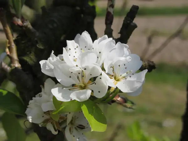 Ramas de peral con flores — Foto de Stock