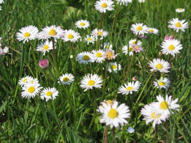 Yeşil arka planda beyaz papatya çiçekleri. Toskana, İtalya