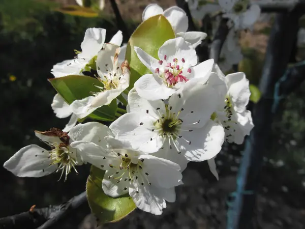 Las flores del peral en primavera sobre el fondo oscuro. Toscana, Italia — Foto de Stock