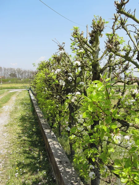 Πράσινος φράχτης αχλαδιών και μηλιών με φόντο τον γαλάζιο ουρανό — Φωτογραφία Αρχείου