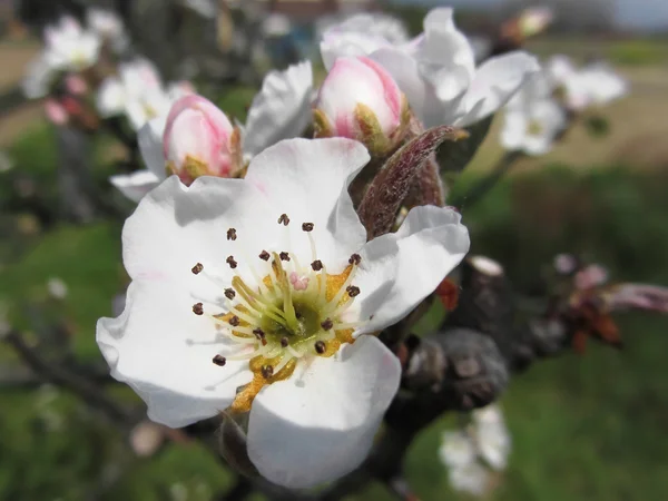 Flor de manzana blanca abierta y brotes cerrados en primavera. Toscana, Italia — Foto de Stock