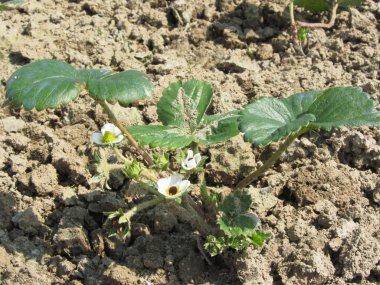Bahçede çiçek açan genç çilek bitkisinin yakın çekimi.