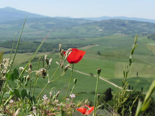 Červený makový květ v toskánské krajině s zvlněnými kopci — Stock fotografie