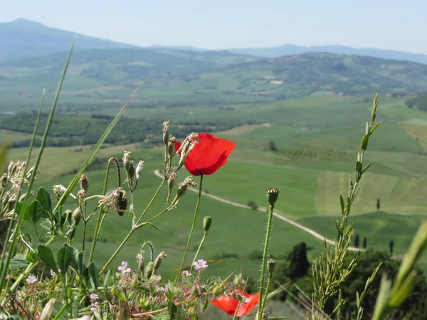 Fiore di papavero rosso nella campagna toscana con dolci colline — Foto Stock